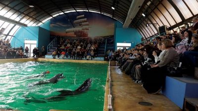 При поддержке «Единой России» дети с ОВЗ побывали дельфинарии Ростова-на-Дону